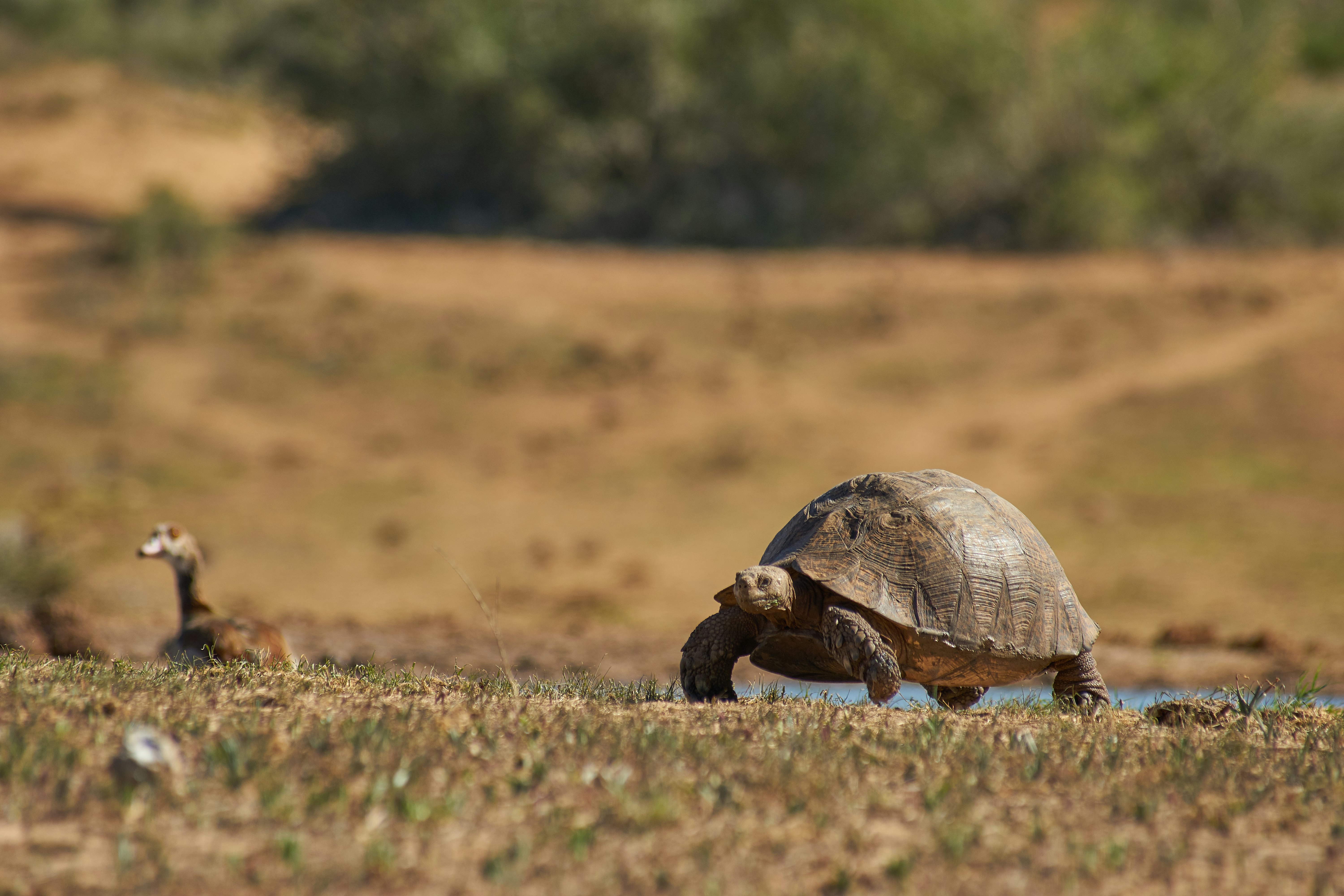 brown turtle on brown grass field during daytime